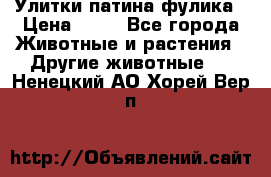 Улитки патина фулика › Цена ­ 10 - Все города Животные и растения » Другие животные   . Ненецкий АО,Хорей-Вер п.